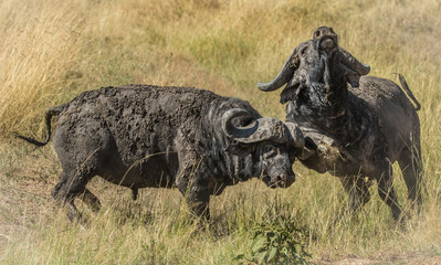 Cape Buffalo fighting at Masai Mara