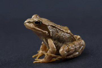 Frog on a black isolated background. Frog.

