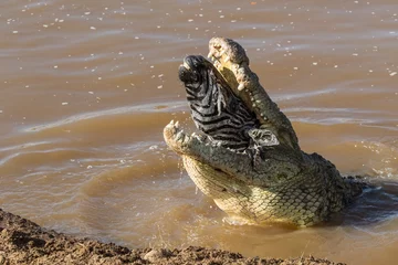 Foto op Canvas Zebrakop in een krokodillenbek © Subramanian