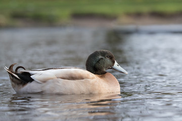 Cross breed Mallard swimming in water at Martinmere