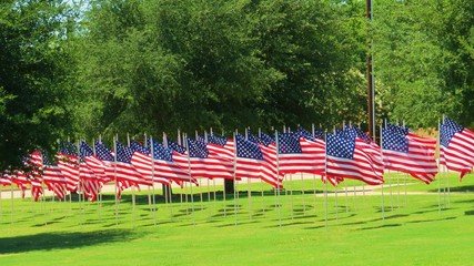 United States flags flying on summer day in a display of patriotism 