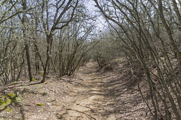 Fototapeta premium A dirt road in a mountain forest. Crimea.