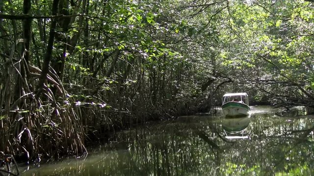 By boat through the canals of the Quebrada river.  Sailing through the tropical landscape in Bastimentos island. The tropical vegetation is reflected on the surface of the river.