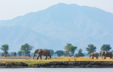Elephant family walking with mountain behind © Subramanian