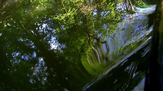 By boat through the canals of the Quebrada river.  Sailing through the tropical landscape in Bastimentos island. The tropical vegetation is reflected on the surface of the river.