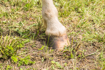 Huf eines Pony
