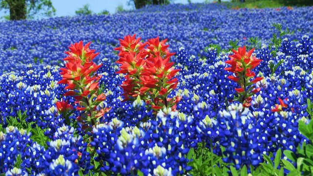 Beautiful field of Texas Bluebonnets and Indian Paintbrush in the spring