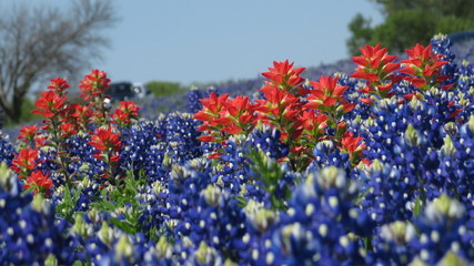 Beautiful field of Texas Bluebonnets and Indian Paintbrush in the spring
