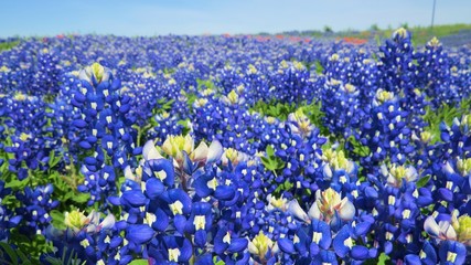 Beautiful field of Texas Bluebonnets in the spring 