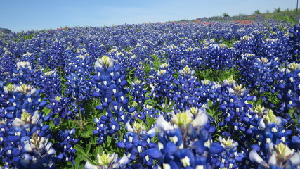 Beautiful field of Texas Bluebonnets in the spring