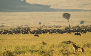 Naklejka na ściany i meble Lioness looking with herd of wildbeest behind