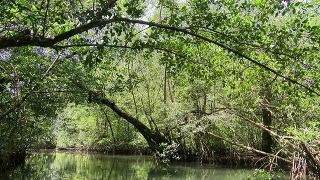 By boat through the canals of the Quebrada river.  Sailing through the tropical landscape in Bastimentos island. The tropical vegetation is reflected on the surface of the river.