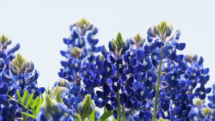 Closeup of Texas Bluebonnets in the spring 