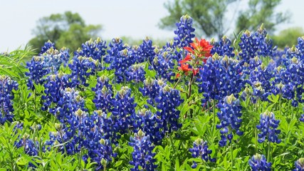 Beautiful field of Texas Bluebonnets and Indian Paintbrush in the spring