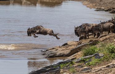Wildebeest jumping into the water during migration