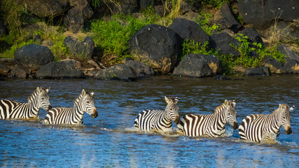 Fototapeta na wymiar Herd of Zebras crossing the Mara river