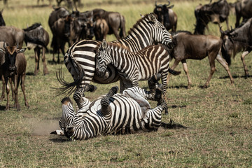 Fototapeta na wymiar Zebra rolling on the grass at Masai Mara