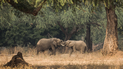 Fototapeta premium Elephants sparring at Manapools 