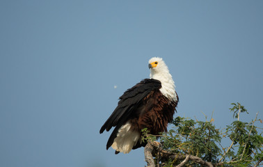Fish eagle sitting on top of a tree at Manapools