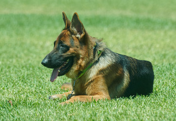 Pastor Aleman en pasto