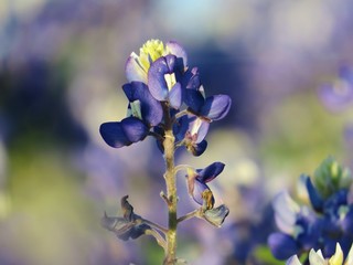 Closeup of Texas Bluebonnets in the spring 
