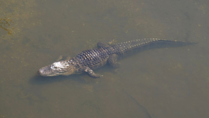 Alligator is a large crocodile in the water. Single crocodile floating in water. American Alligator - Alligator mississippiensis. Alligators in a swamp in Florida.