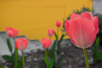 tulips my garden