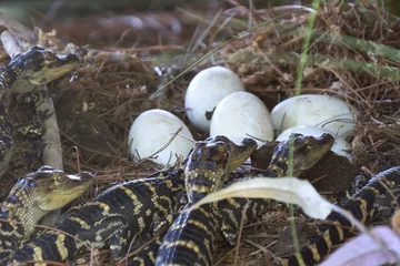 Papier Peint photo Crocodile Alligator nouveau-né près de la ponte dans le nid. De petits bébés crocodiles naissent d& 39 œufs. Un bébé alligator vient d& 39 éclore d& 39 un œuf. Des nouveau-nés alligators émergent.