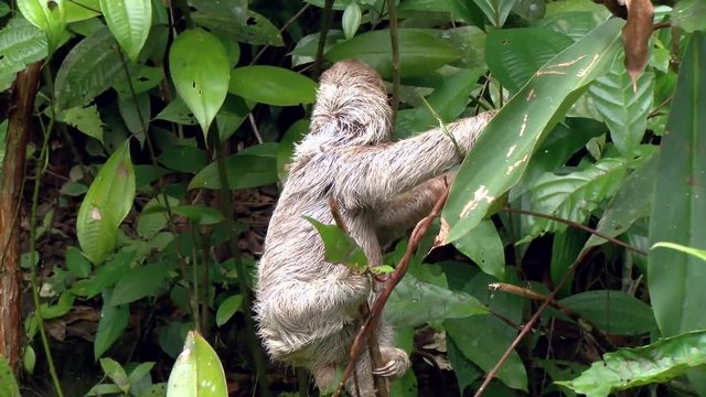 Three-toed sloth climbing up the branches of a tree.  Sloths are arboreal mammals noted for slowness of movement and for spending most of their lives hanging upside down in the trees of the rainforest