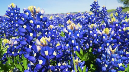 Beautiful field of Texas wildflowers in the spring
