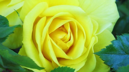 Beautiful yellow rose blooming in the summer
