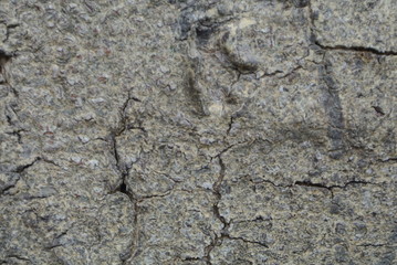 Close up of tree bark.