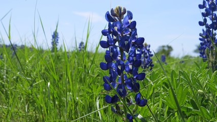 Closeup of Texas Bluebonnets in the spring 