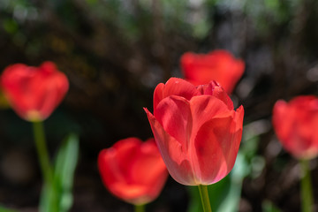 tulips my garden