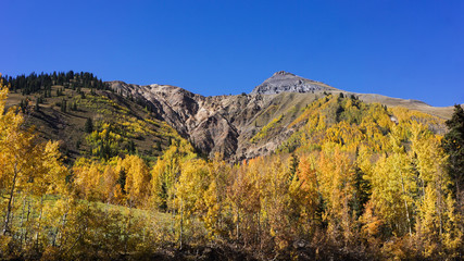 Aspens in the Colorado Rockies