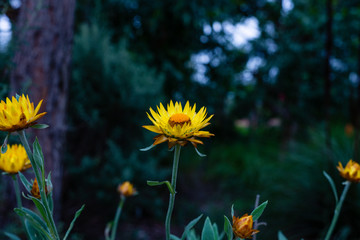 Yellow Daisy Flower in the Royal Botanic Gardens Victoria