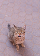 nice kittens for Moroccan streets