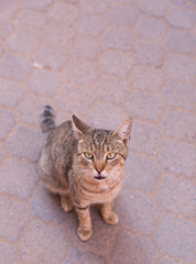 nice kittens for Moroccan streets