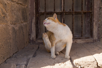 nice kittens for Moroccan streets