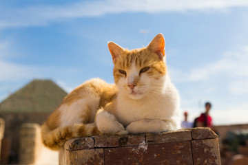 nice kittens for Moroccan streets - obrazy, fototapety, plakaty