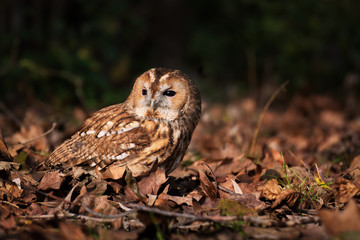 Tawny owl between leaves