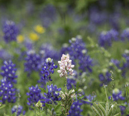 Fototapeta premium Closeup of a pink Bluebonnet surrounded by blue Bluebonnets