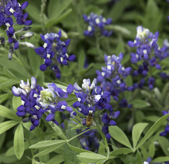 Obraz premium Closeup of a bee on a Bluebonnet wildflower
