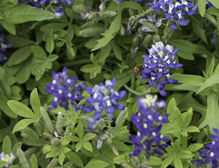 Fototapeta premium Closeup of bee facing camera on a Bluebonnet wildflower