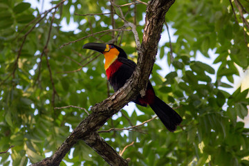 Wild Ariel Toucan on a branch with foliage in the background
