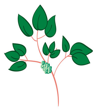 Poison Ivy, simple illustration