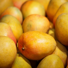 Fresh yellow tropical mangoes background