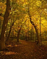 Trail, Fall colors, Forest