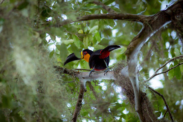 Wild Ariel Toucan on a branch framed by foliage