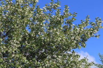 Flowering bird cherry